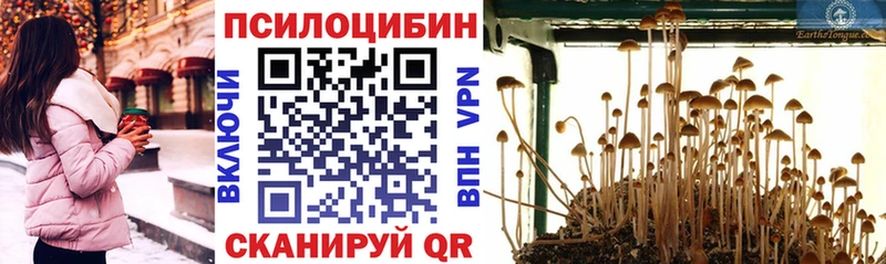 Галлюциногенные грибы Psilocybe  Горячеводский 